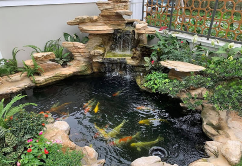 Xây dựng hồ cá Koi Nhật Bản Phúc Minh Phát